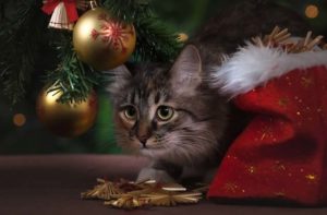 cadeaux-chat-chien-noel-2017