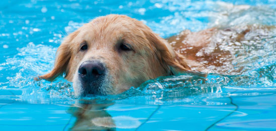 Dog-Dog_Guide-A_Labrador_learning_to_swim_in_a_swimming_pool