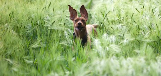dog-in-the-barley-field-835690_960_720