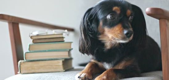 small dog sitting in an arm chair with a stack of books